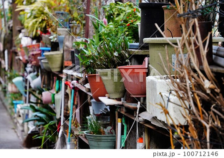 植木鉢に入った植物 100712146
