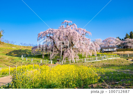 満開の三春滝桜 100712687