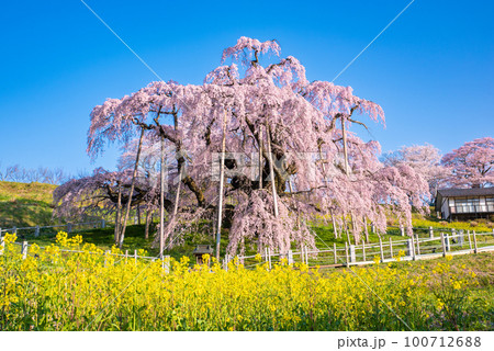 満開の三春滝桜 100712688