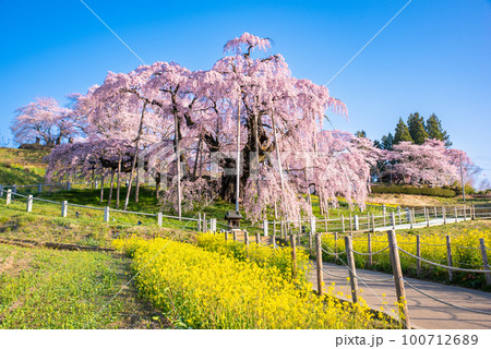 満開の三春滝桜 満開の三春滝桜 100712689