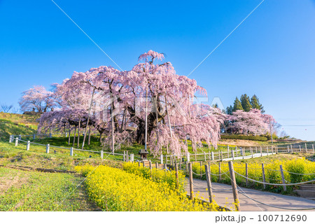 満開の三春滝桜 100712690