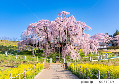 満開の三春滝桜 満開の三春滝桜 100712691