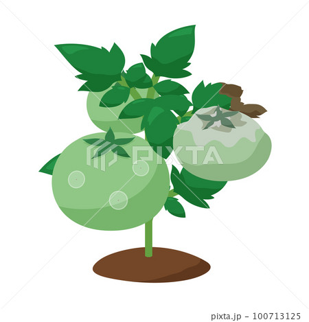 灰色かび病になったトマトの苗のイラスト 灰色かび病になったトマトの苗のイラスト 100713125