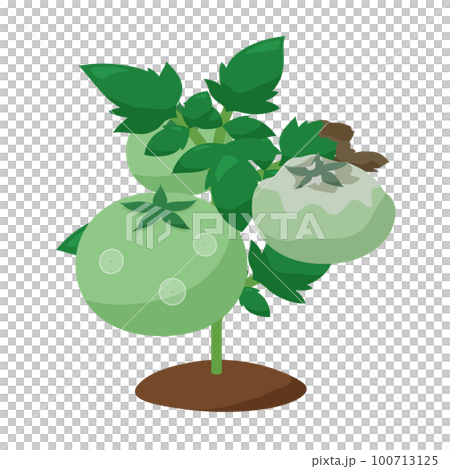 灰色かび病になったトマトの苗のイラスト 灰色かび病になったトマトの苗のイラスト 100713125