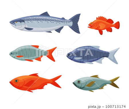 River or Freshwater Fish as Seafood Vector Set 100713174