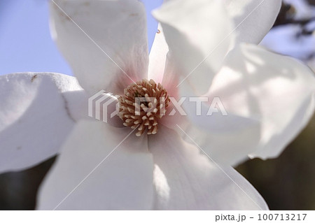 満開のヒメコブシ（シデコブシ） 100713217