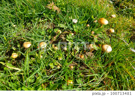 Young mushrooms grow from the grass in a clearing in the forest. Young mushrooms grow from the grass in a clearing in the forest. 100713481