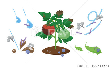 野菜の病気の感染経路のイラスト 100713625