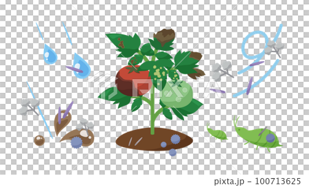 野菜の病気の感染経路のイラスト 100713625