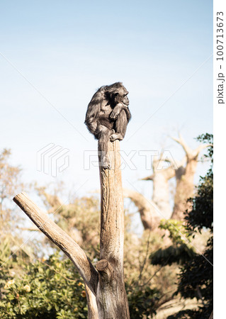 Chimpanzee sitting on the top of tree trunk in thoughtful humal like pose observing the world around him. Chimpanzee sitting on the top of tree trunk in thoughtful humal like pose observing the world around him. 100713673