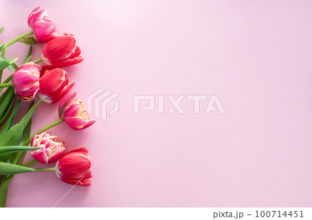 Bright colorful double flowers tulips lie on a pink background on the side. Place for text 100714451