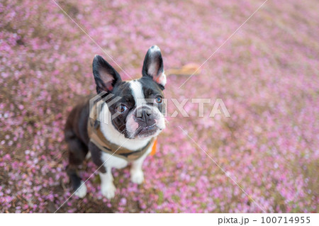 【春】ボストンテリア 100714955