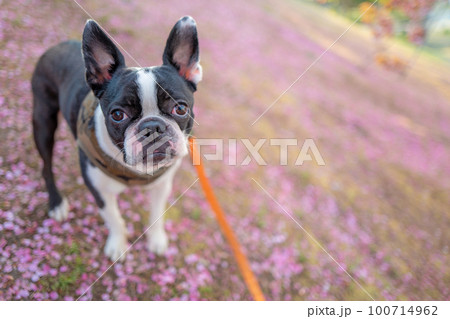 【春】ボストンテリア 100714962