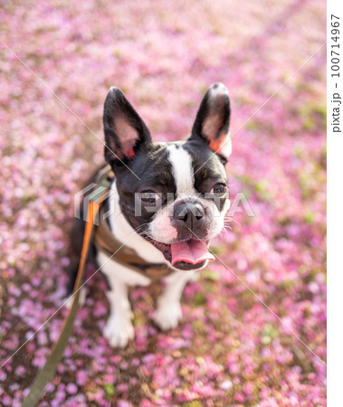 【春】ボストンテリア 【春】ボストンテリア 100714967