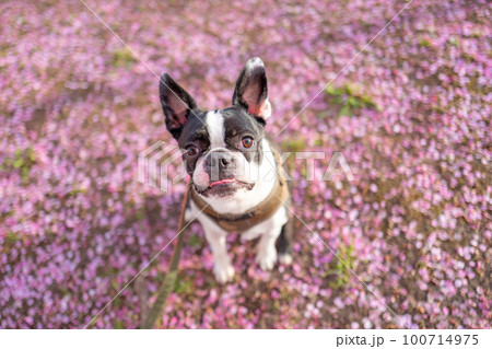 【春】ボストンテリア 【春】ボストンテリア 100714975