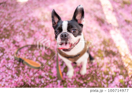 【春】ボストンテリア 100714977