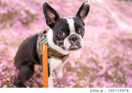 【春】ボストンテリア 100714978