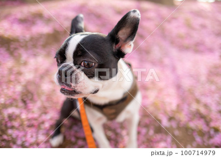 【春】ボストンテリア 100714979