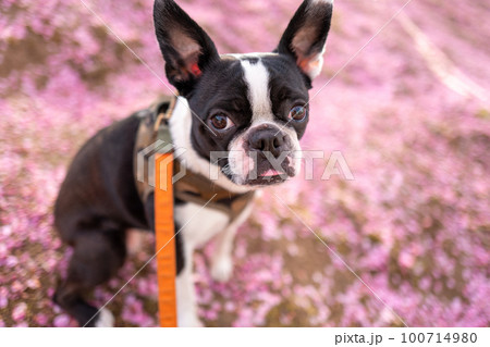 【春】ボストンテリア 【春】ボストンテリア 100714980