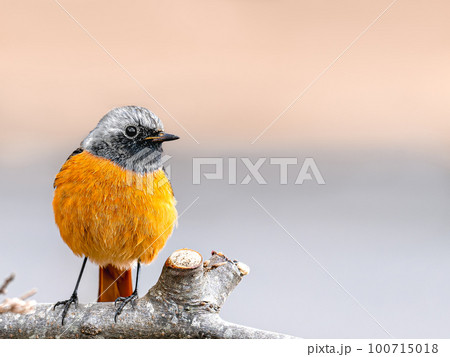 神戸市立森林植物園のジョウビタキ 100715018