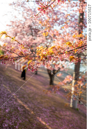 【徳島中央公園】散りかけの蜂須賀桜 100715027