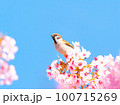 さくらとすずめ 100715269