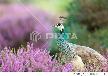 Close up of a colourful Peahen in pink heather 100715801
