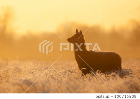 Red Deer hind at sunrise in winter Red Deer hind at sunrise in winter 100715809
