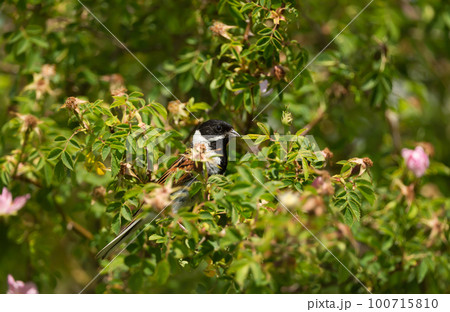 Reed bunting perching on a rose bush 100715810