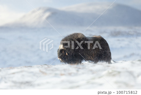 Musk Ox in Dovrefjell mountains in winter 100715812