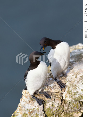 Close up of two common Guillemots on a cliff Close up of two common Guillemots on a cliff 100715813