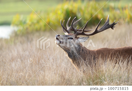 Red deer stag calling during the rut in autumn Red deer stag calling during the rut in autumn 100715815