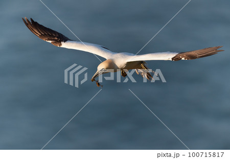 Close up of a Northern gannet in flight Close up of a Northern gannet in flight 100715817