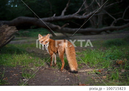 Red fox in a forest in the evening 100715823