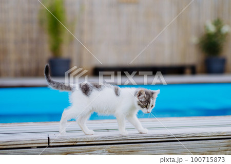 Close up of cat walking along outdoor swimming pool. Close up of cat walking along outdoor swimming pool. 100715873