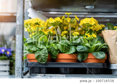 Close-up detail fresh green primula vulgaris flower leaf sprouts in flowerpot on sale rack in floral shop store. Seasonal easter spring garden plant supermarket. Gardening landscaping design concept Close-up detail fresh green primula vulgaris flower leaf sprouts in flowerpot on sale rack in floral shop store. Seasonal easter spring garden plant supermarket. Gardening landscaping design concept 100716556