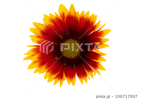 Gaillardia flower isolated Gaillardia flower isolated 100717007