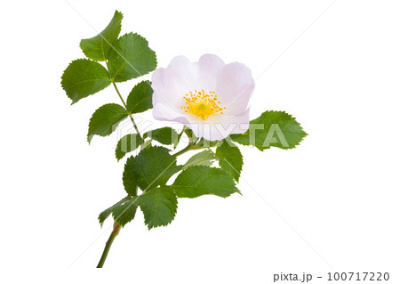 rosehip rose isolated 100717220