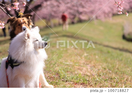 桜と犬 100718827