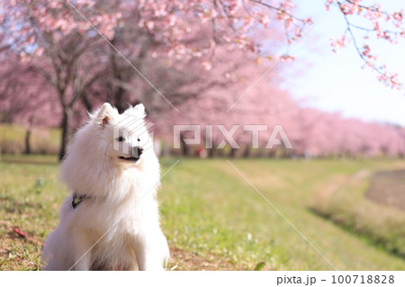 桜と犬 100718828