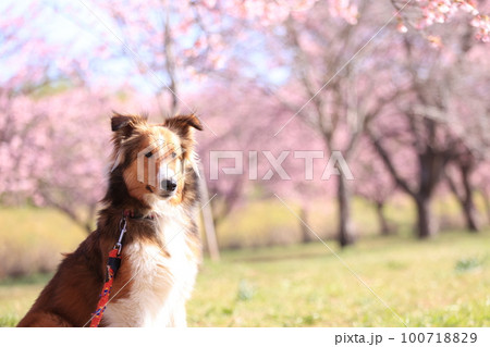桜と犬 桜と犬 100718829