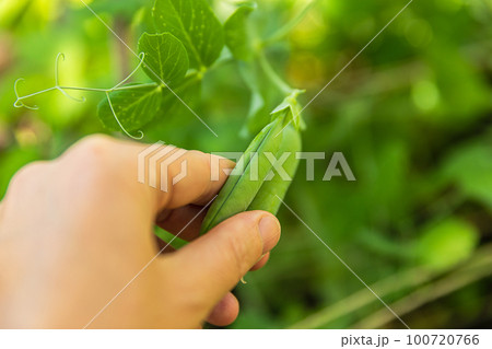 Gardening and agriculture concept. Female farm worker hand harvesting green fresh ripe organic peas on branch in garden. Vegan vegetarian home grown food production. Woman picking pea pods 100720766