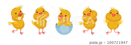 Cute Yellow Chicken Engaged in Different Activity Vector Set Cute Yellow Chicken Engaged in Different Activity Vector Set 100721947