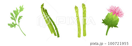 Artichoke and Asparagus as Cultivated Vegetable for Vegetarian Nutrition Vector Set 100721955