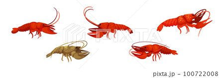 Lobster as Large Marine Crustacean with Muscular Tail and Claw Pair Vector Set 100722008