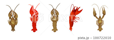 Lobster as Large Marine Crustacean with Muscular Tail and Claw Pair Vector Set 100722010