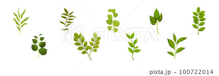 Green Leafy Branch or Twig on Stem Vector Set 100722014