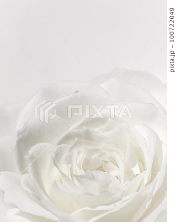 Beautiful rose flower isolated on white background. Soft focus 100722049