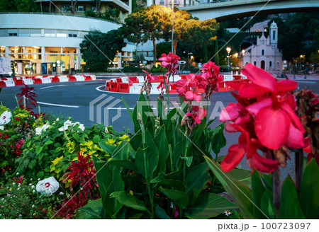 Flower bed of canna plants red flowering (rank genus) in Monaco Flower bed of canna plants red flowering (rank genus) in Monaco 100723097
