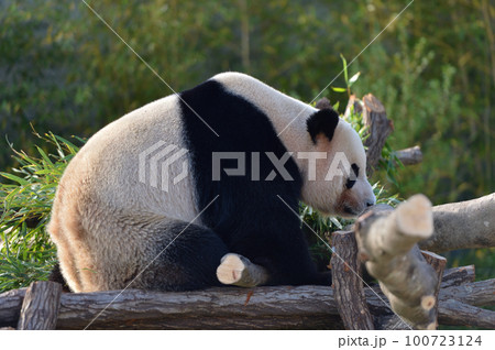 まったりくつろぐ海浜 100723124